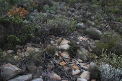 Protea sulphurea
