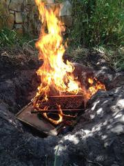 Paenibacillus larvae