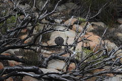 Protea sulphurea