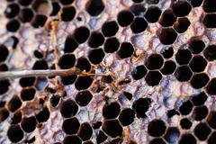 Paenibacillus larvae