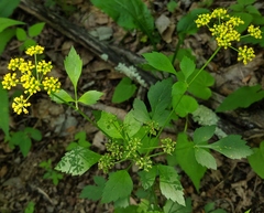Thaspium barbinode