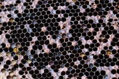 Paenibacillus larvae