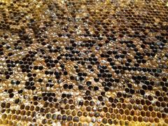 Paenibacillus larvae