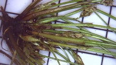 Eleocharis intermedia