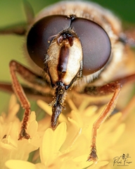 Sericomyia silentis