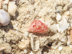 Tricolia pullus