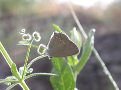 Satyrium