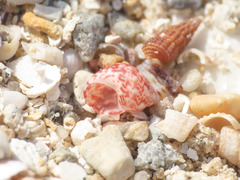 Tricolia pullus