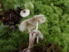 Lepiota felina