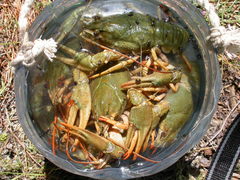 Pontastacus leptodactylus