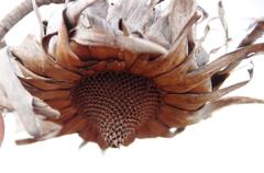 Protea sulphurea