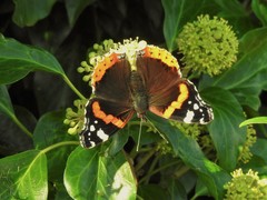 Vanessa atalanta