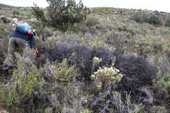 Protea sulphurea