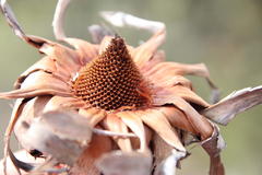 Protea sulphurea