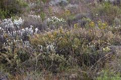 Protea sulphurea