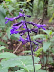 Salvia concolor