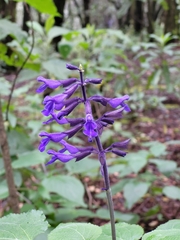 Salvia concolor