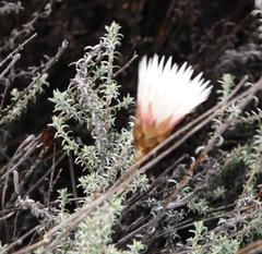 Helichrysum lancifolium