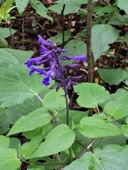 Salvia concolor