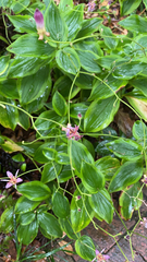 Tricyrtis formosana