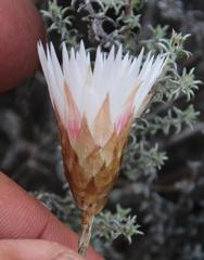 Helichrysum lancifolium