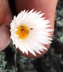 Helichrysum lancifolium
