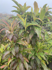 Miconia robinsoniana