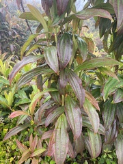 Miconia robinsoniana