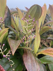 Miconia robinsoniana