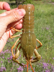 Pontastacus leptodactylus