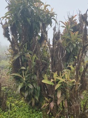 Miconia robinsoniana
