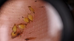 Scirpus ancistrochaetus