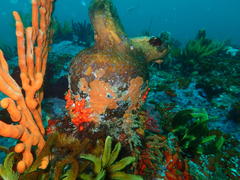 Pyura stolonifera