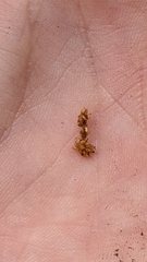 Scirpus ancistrochaetus