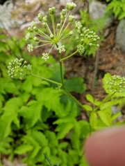 Aralia hispida