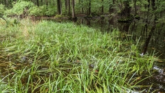 Scirpus ancistrochaetus