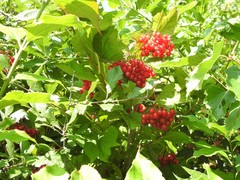 Viburnum opulus