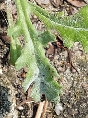 Golovinomyces fischeri