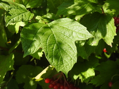 Viburnum opulus