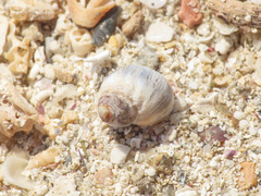 Gastropoda