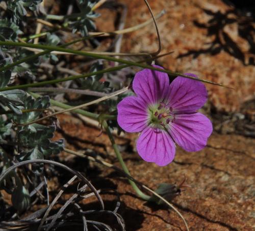 Geranium harveyi, photograph 5