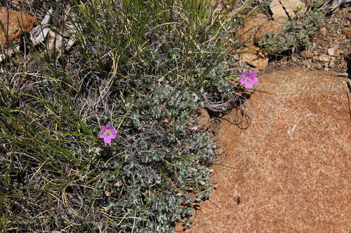 Geranium harveyi, photograph 6