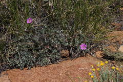 Geranium harveyi