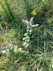Mentha × rotundifolia