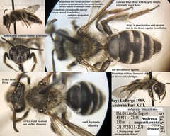 Andrena angustitarsata