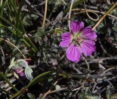 Geranium harveyi