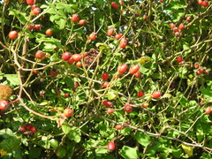 Rosa