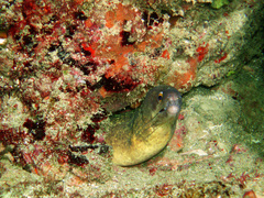 Gymnothorax vicinus