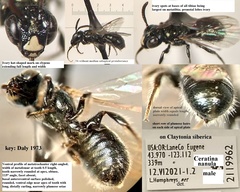 Ceratina nanula