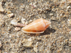 Caenogastropoda
